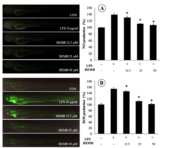 Zebrafish embryo를 이용한 유도 염증 모델