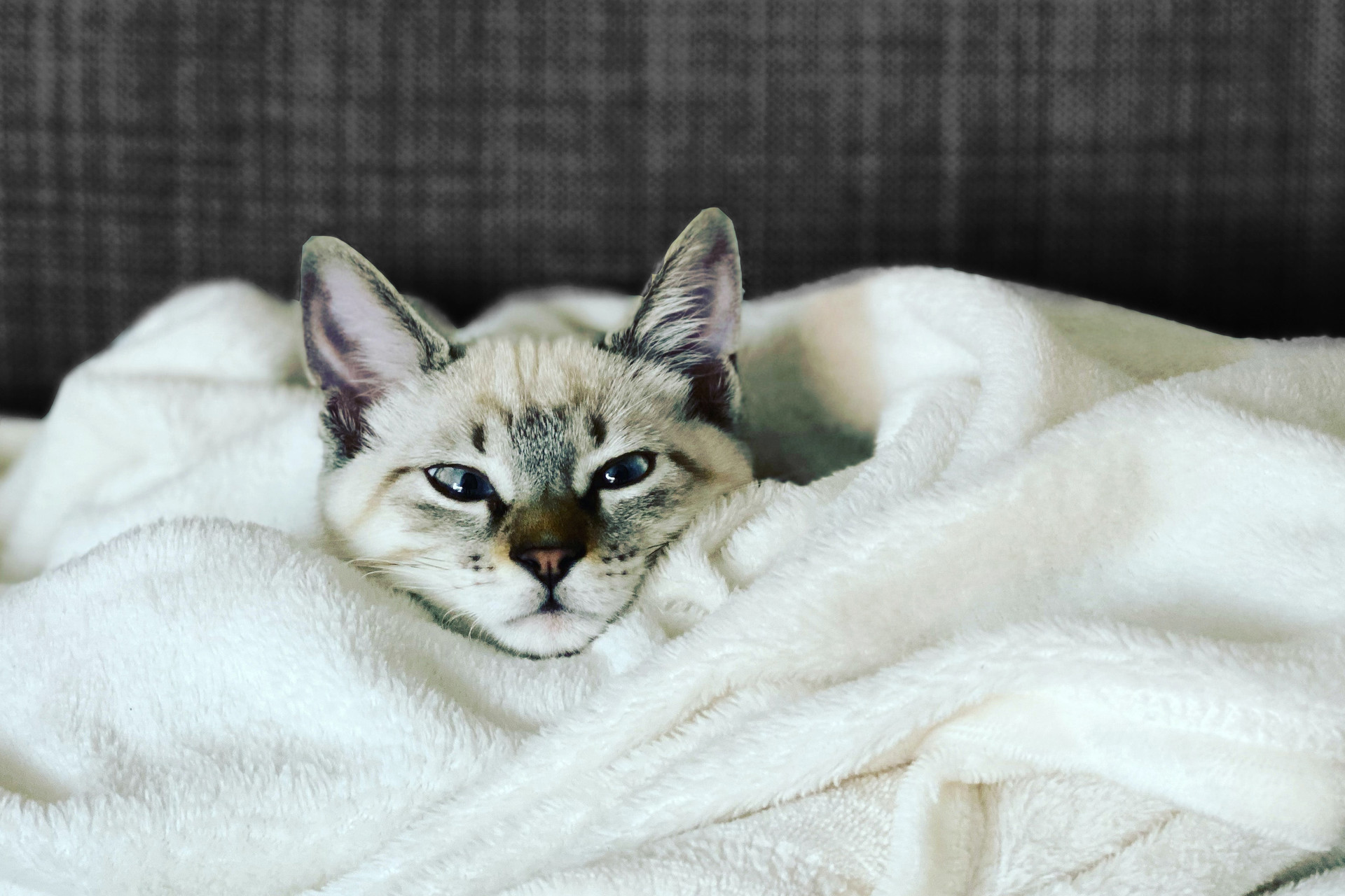 Pet Care: Pet grooming and care