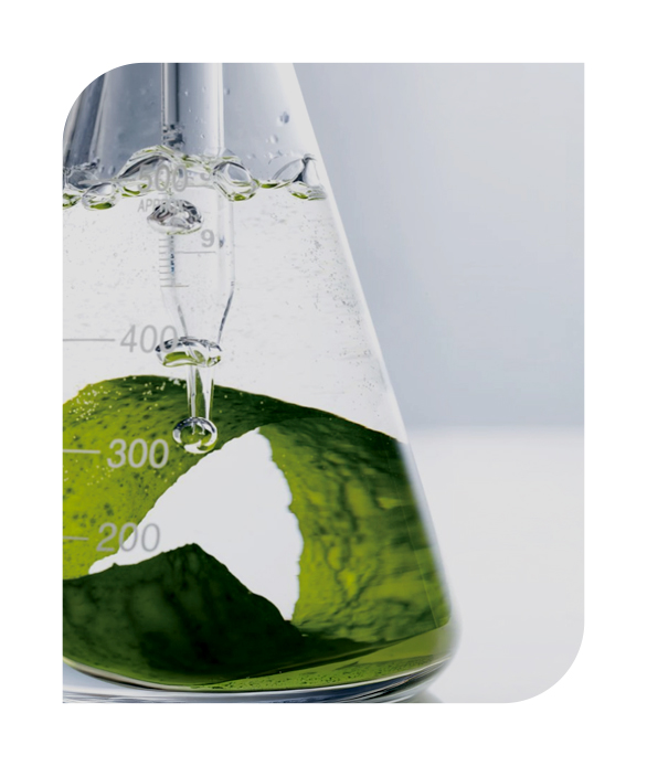 seaweed R&D