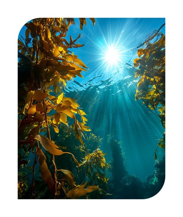 seaweed Technology
