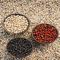 <p><span style="font-size: 24px;">Pepper</p>후추