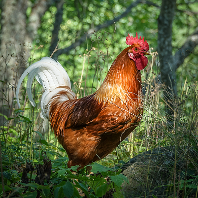 <p><span style="font-size: 32px;">Chicken</p>닭