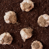 <p><span style="font-size: 24px;">Garlic</p>마늘