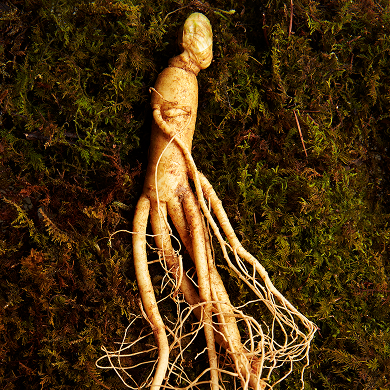 <p><span style="font-size: 32px;">Ginseng</p>인삼