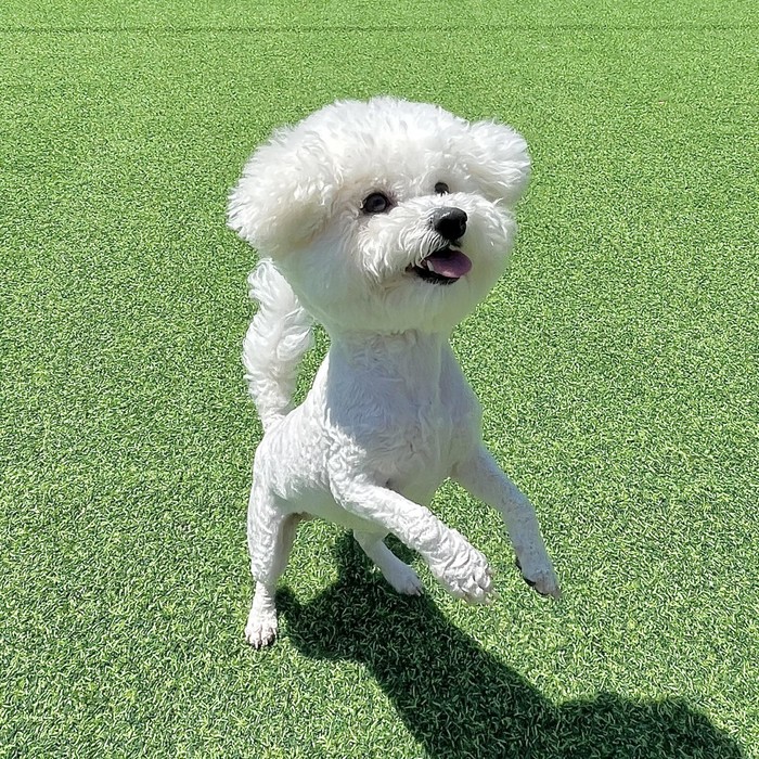 pet