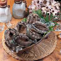 <p><span style="font-size: 24px;">Abalone</p>전복