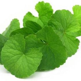CENTELLA ASIATICA EXTRACT