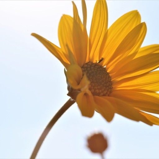 ARNICA MONTANA FLOWR EXTRACT