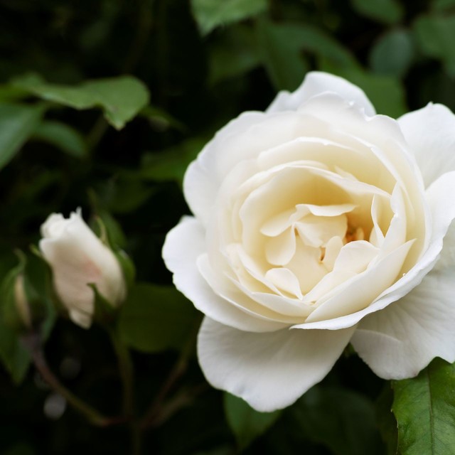 CAMELLIA JAPONICA FLOWER(JEJU ISLAND)