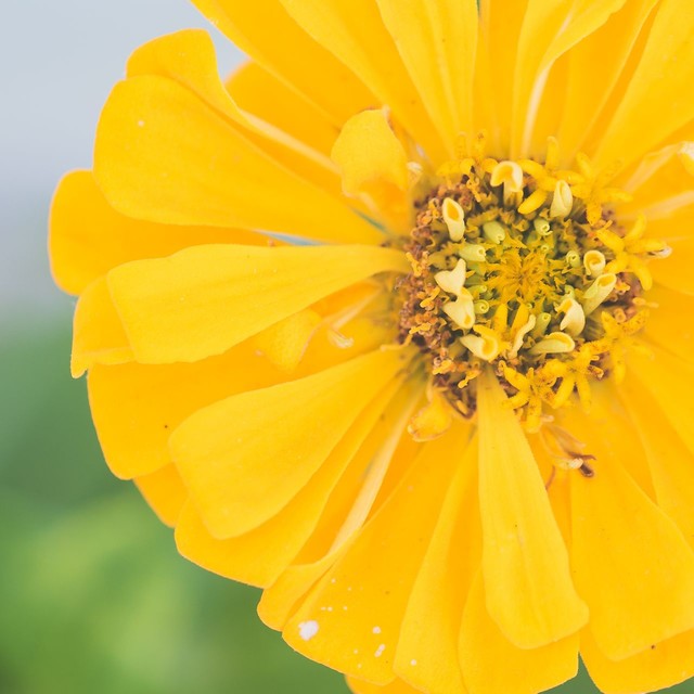 ARNICA MONTANA FLOWER