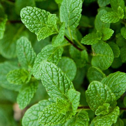 MENTHA ARVENSIS EXTRACT