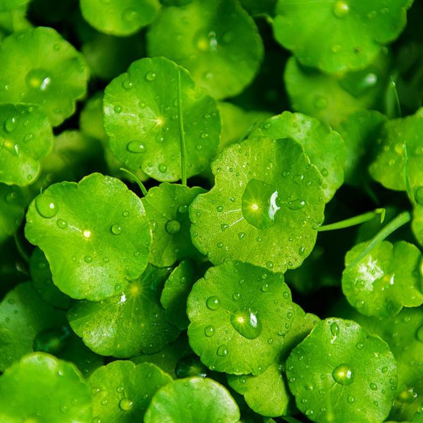 CENTELLA ASIATICA EXTRACT