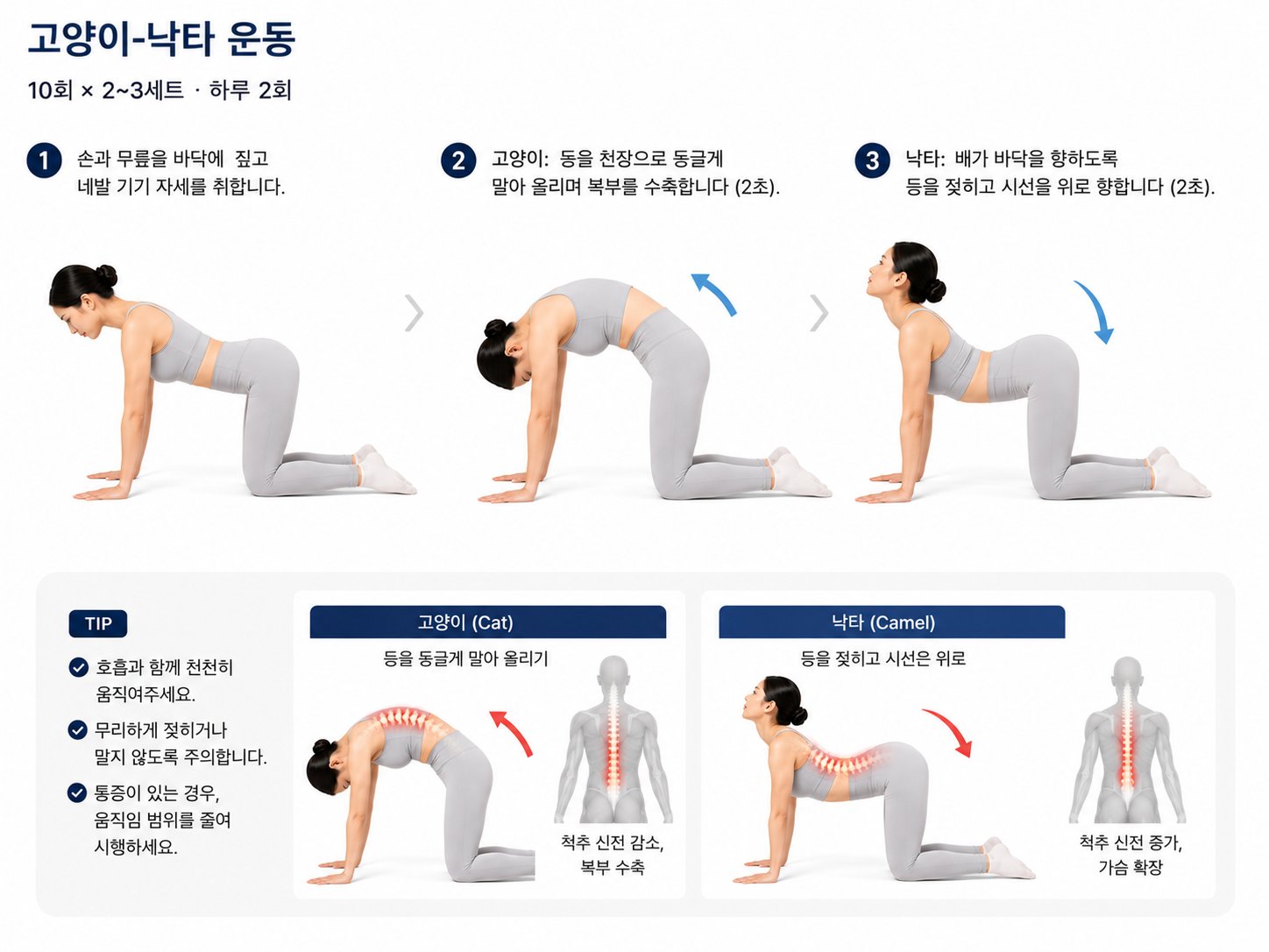 고양이-낙타 운동