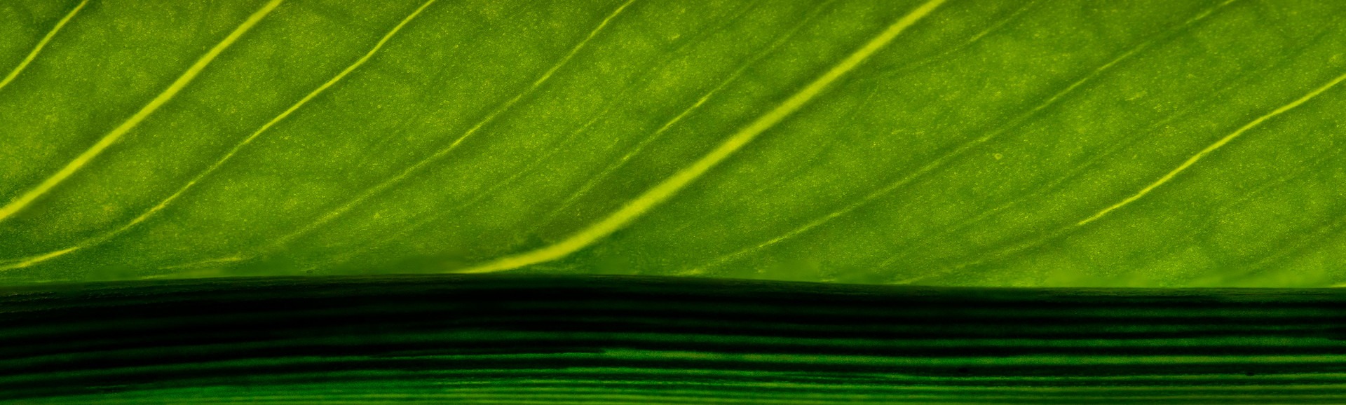 mobile background