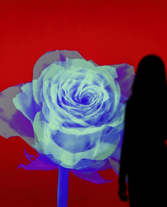 <b>FLOWER</b> ODYSSEY ROSE