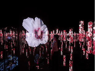 SEED HIBISCUS, 무한한 가능성을 품은 씨앗의 여정. - 아르떼뮤지엄 부산