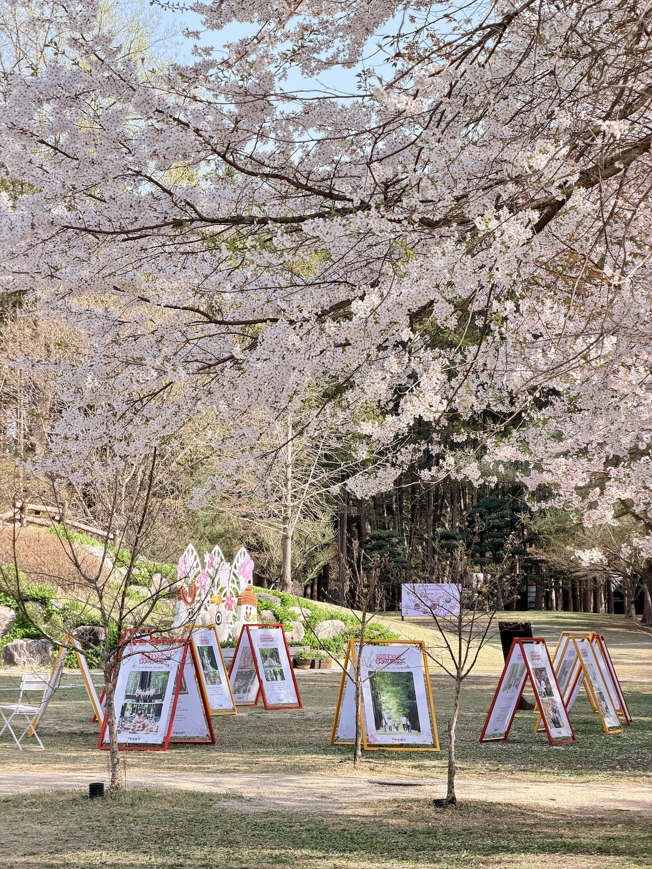 벚꽃과 함께 맞이한 인생의 꽃갈피 벗(友)꽃놀자(매년 4월 경, 벚꽃 흩날릴 때) Cherry Blossoms, Blooming Bookmark on the Pages of Life FRIENDSHIP BLOSSOMS PARTY(Every April, during the cherry blossom season)