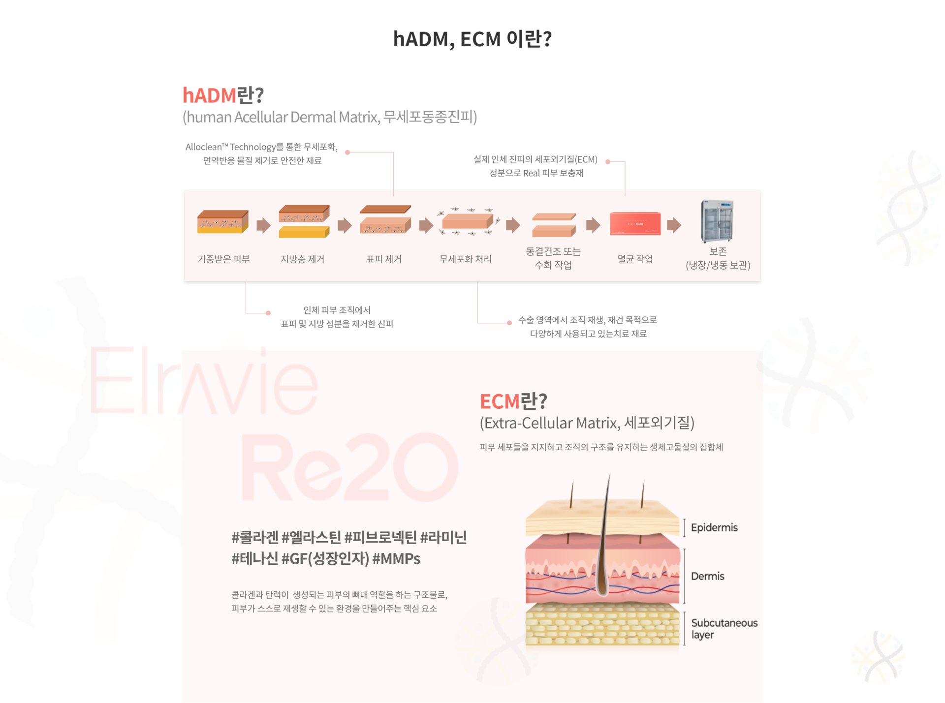 야탑피부과 엘라비에 리투오 성분 hADM, ECM 이란?
