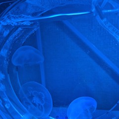 해파리 키우기 세트 JELLO4 : 해파리 연구소