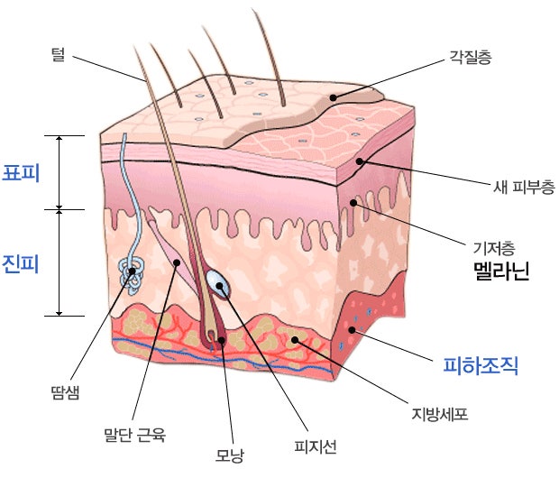 표피·진피·피하조직과 멜라닌이 자리한 기저층을 표시한 피부 단면 구조도