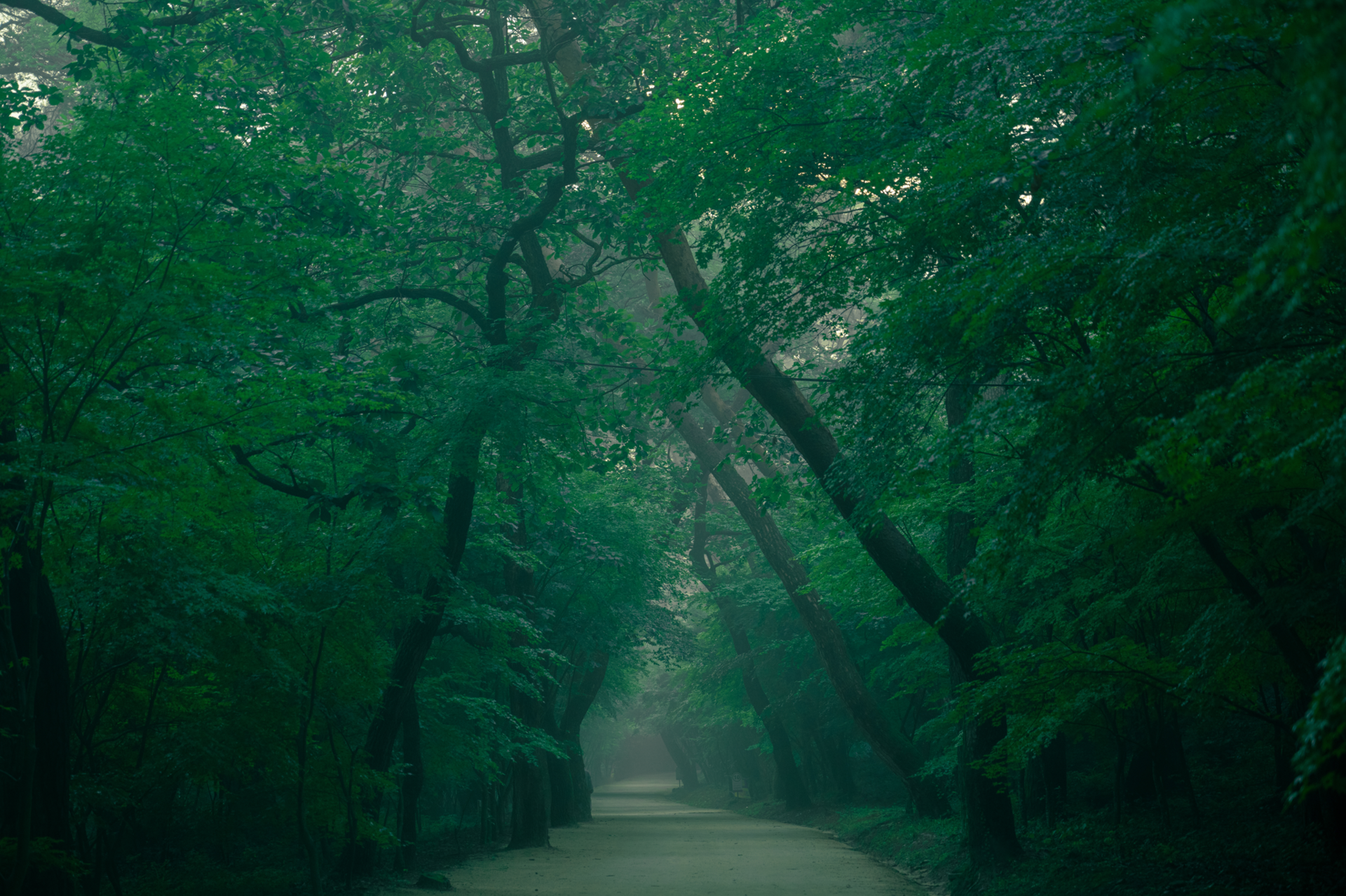 고운사 숲길