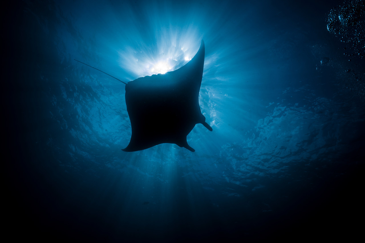 <br><h1>Indonesia Bali</h4>Beautiful encounter with Manta