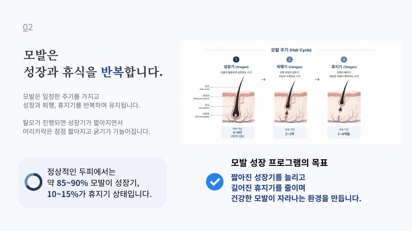 모발 서장기와 휴지기를 설명하는 헤어사이클 이미지