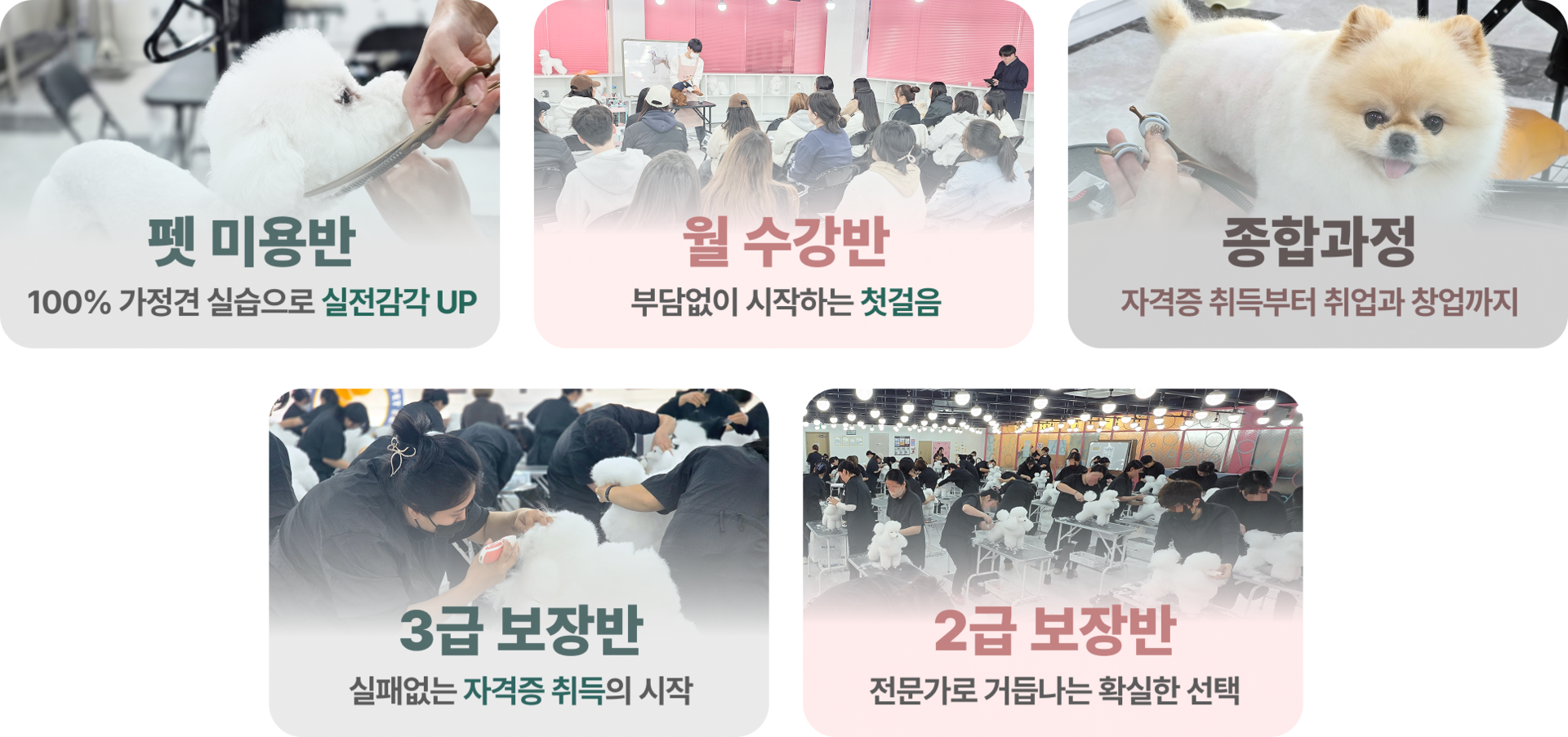 펫미용반, 월수강반, 종합과정, 3급 보장반, 2급 보장반