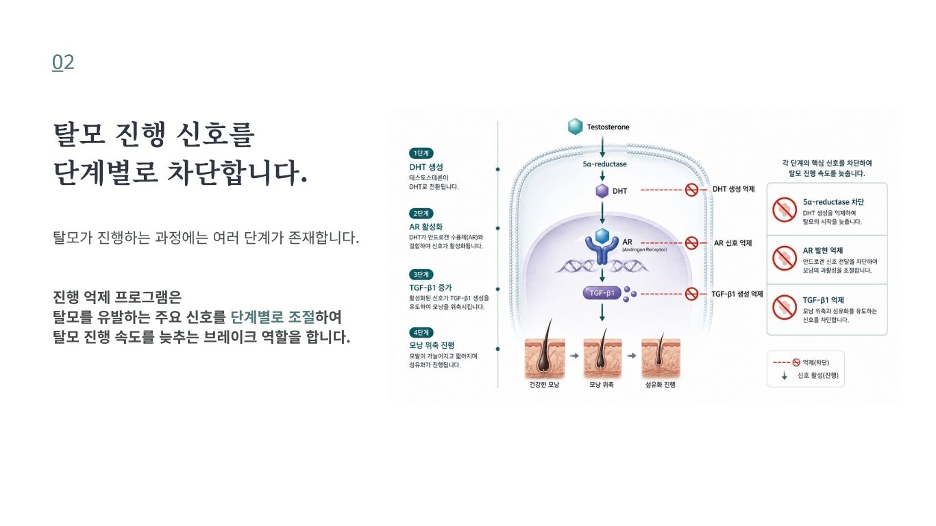 DHT와 안드로겐 수용체를 포함한 탈모 진행 신호 차단 기전 설명 이미지