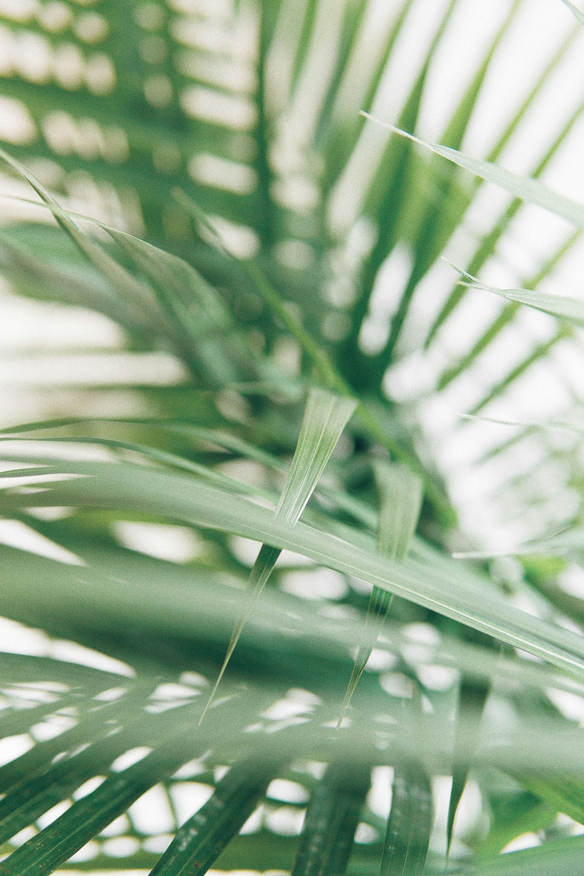 mobile background