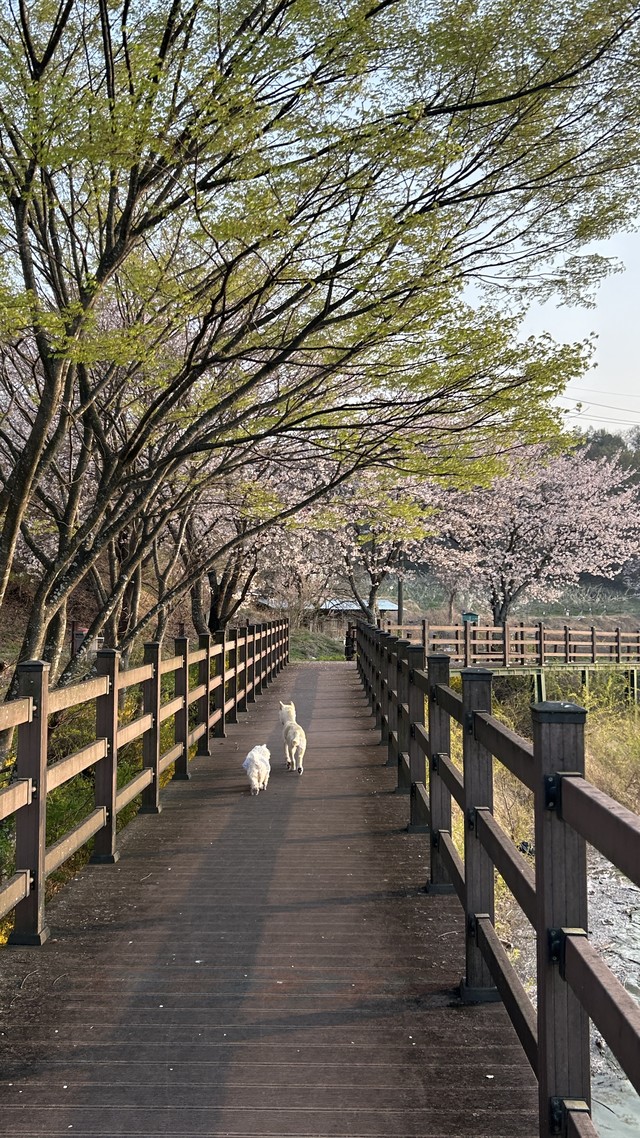 구천면 조성지 수변데크길