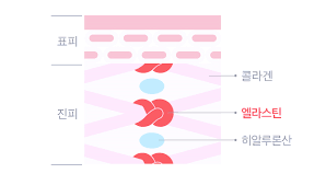 울산포텐자 진피 콜라겐 엘라스틴 히알루론산 구성 설명 인포그래픽