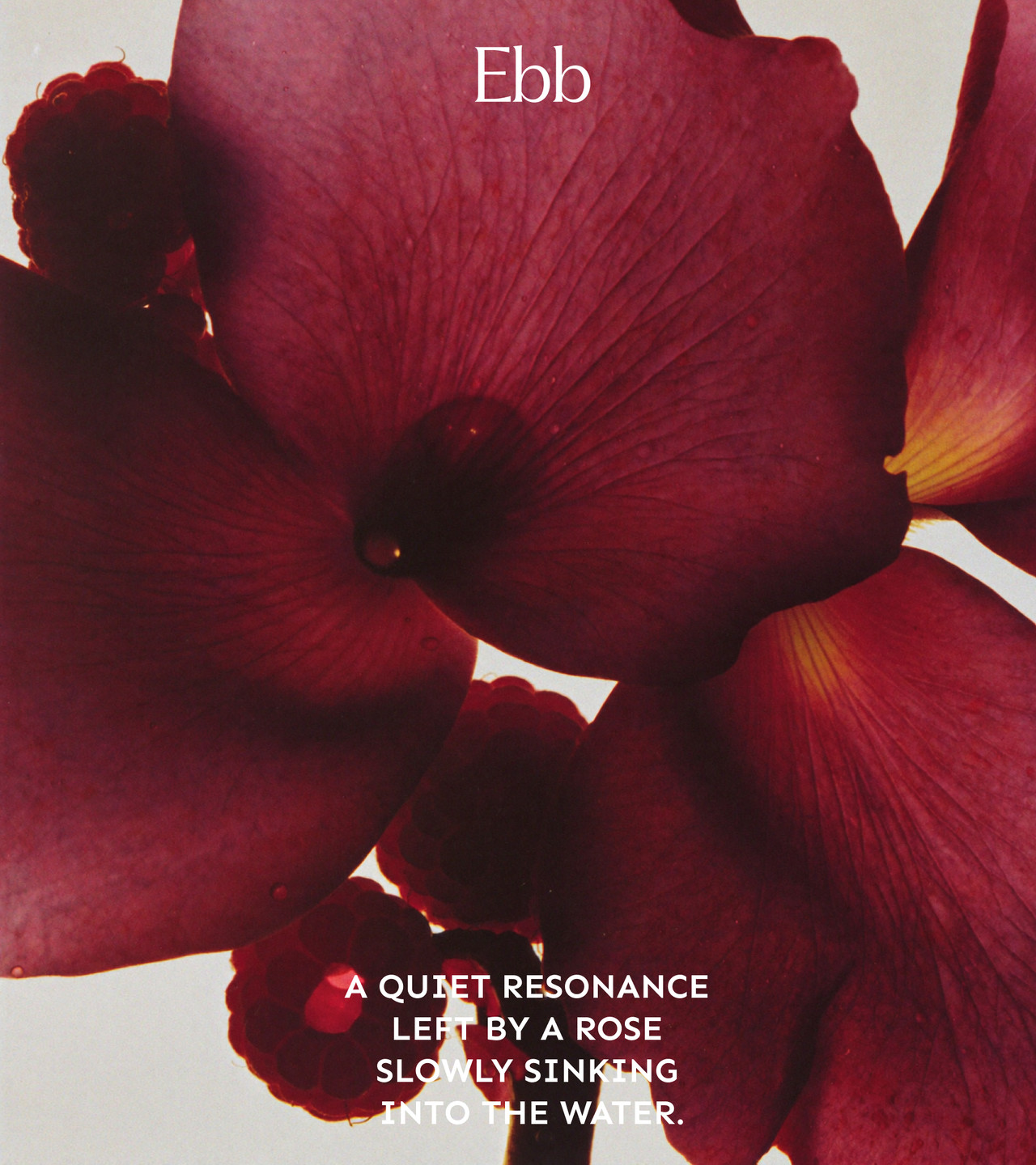 opening finale ebb scent