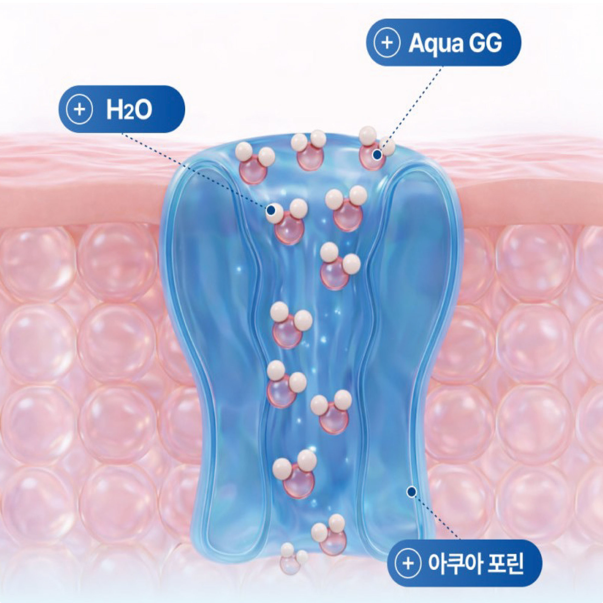 수분 길이 열려 수분과 영양이 빠르게 전달되는 피부