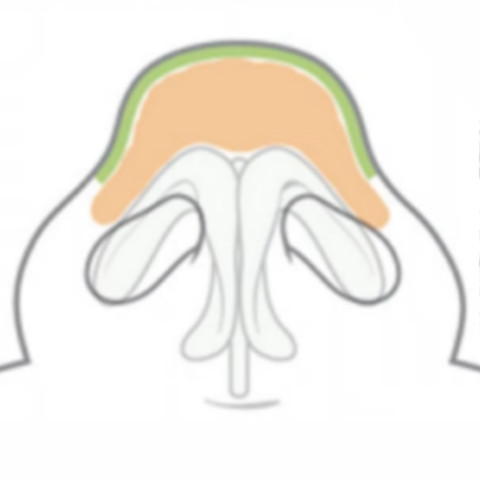 <span style="color: #FFFFFF">피하조직층 발달</span>
