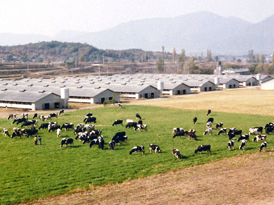 1세대 가산농장 전경 (1970년대)