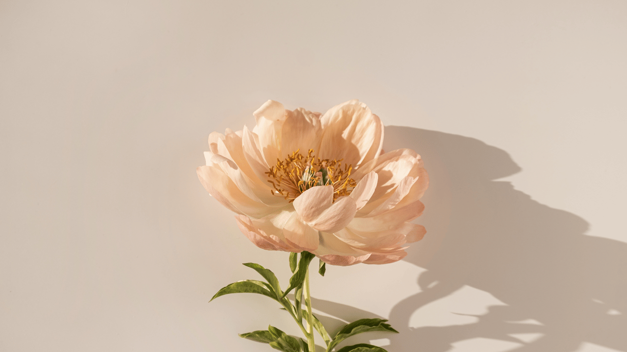 mobile background