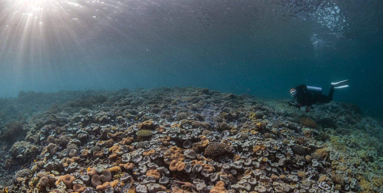 RAJA AMPAT