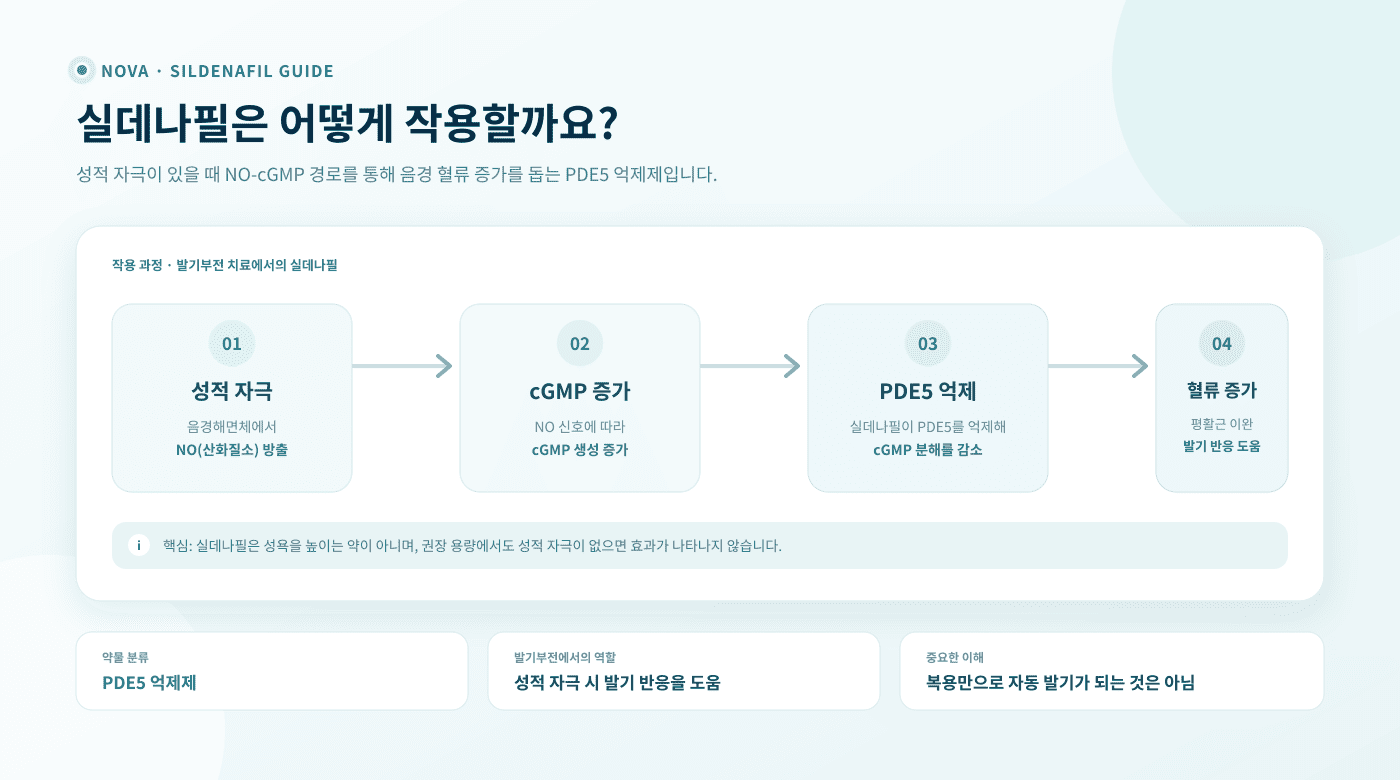 실데나필 작용 원리 - 성적 자극, NO 방출, cGMP 증가, PDE5 억제, 혈류 증가 과정