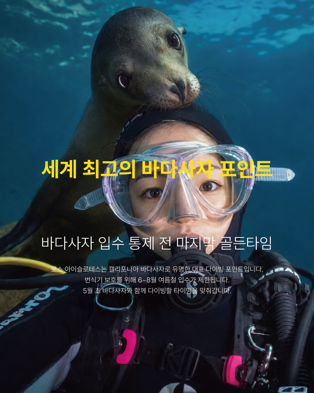 바다사자 다이빙