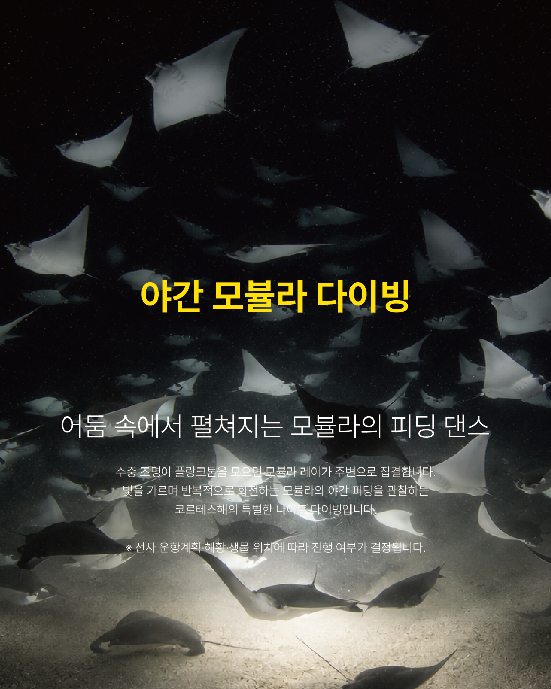 나이트 모뷸라 다이빙