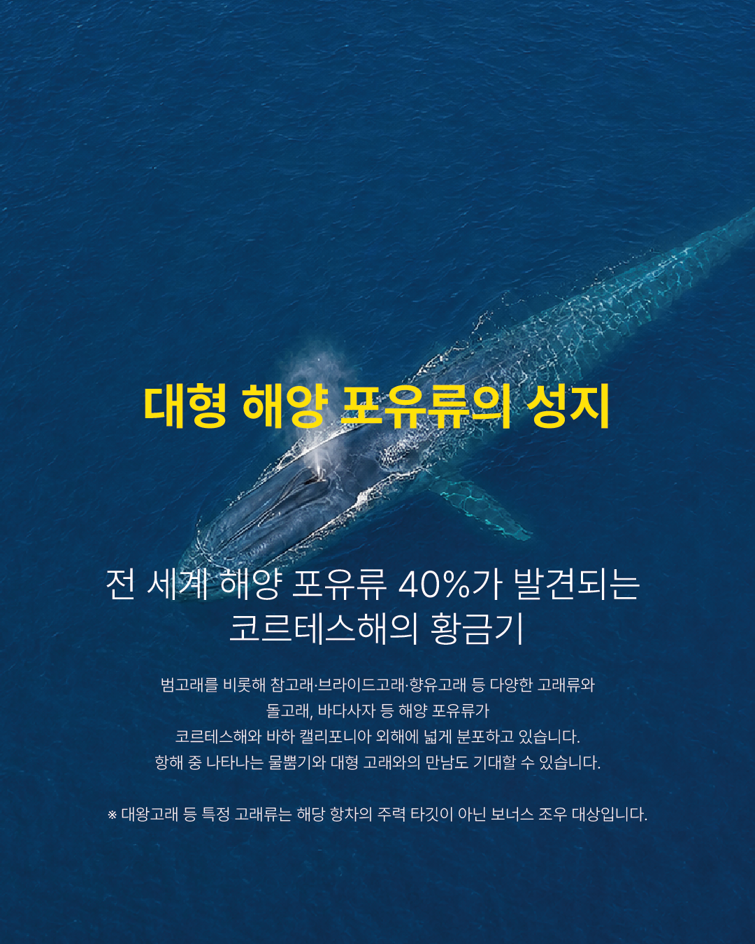 대형 해양 포유류