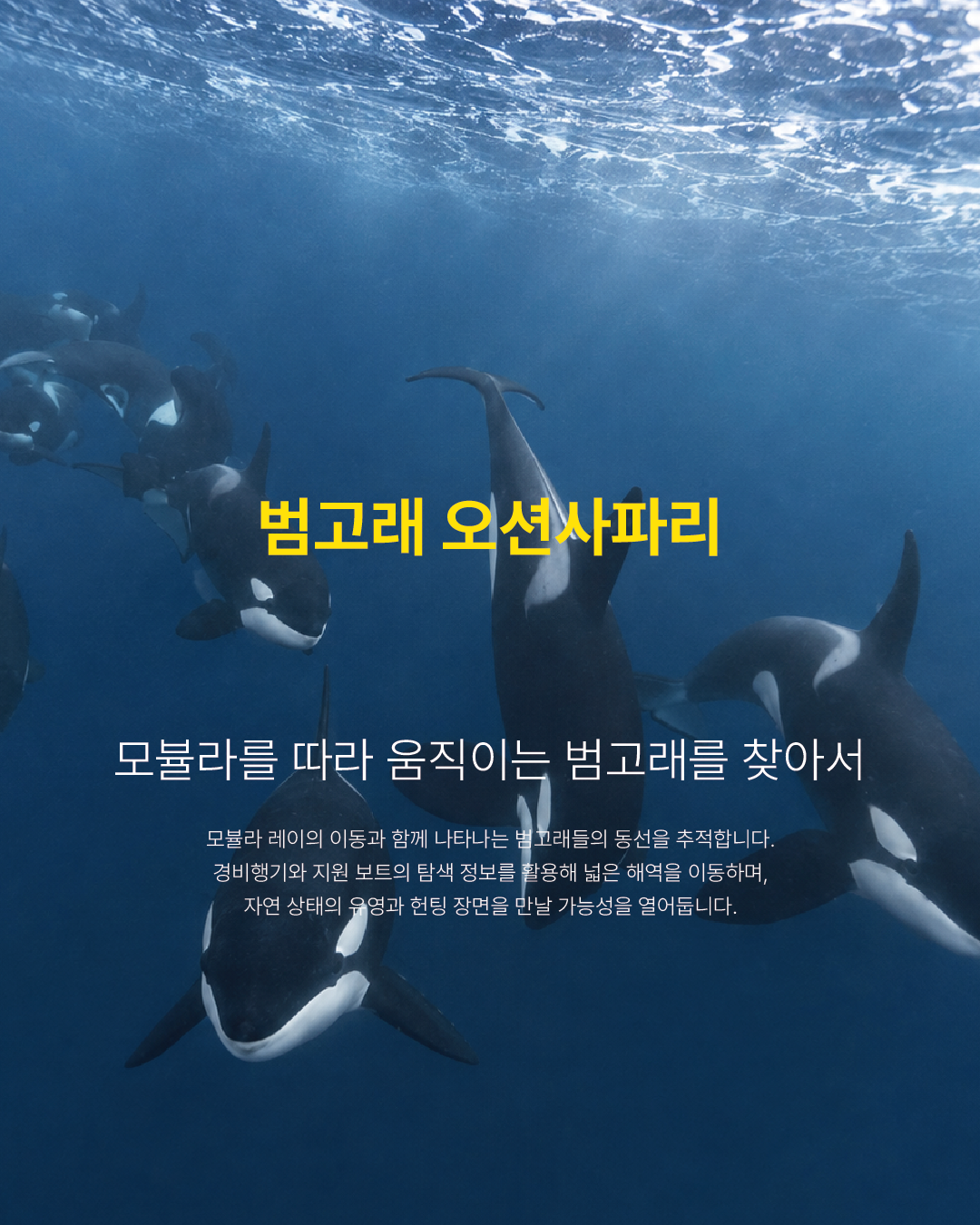 범고래