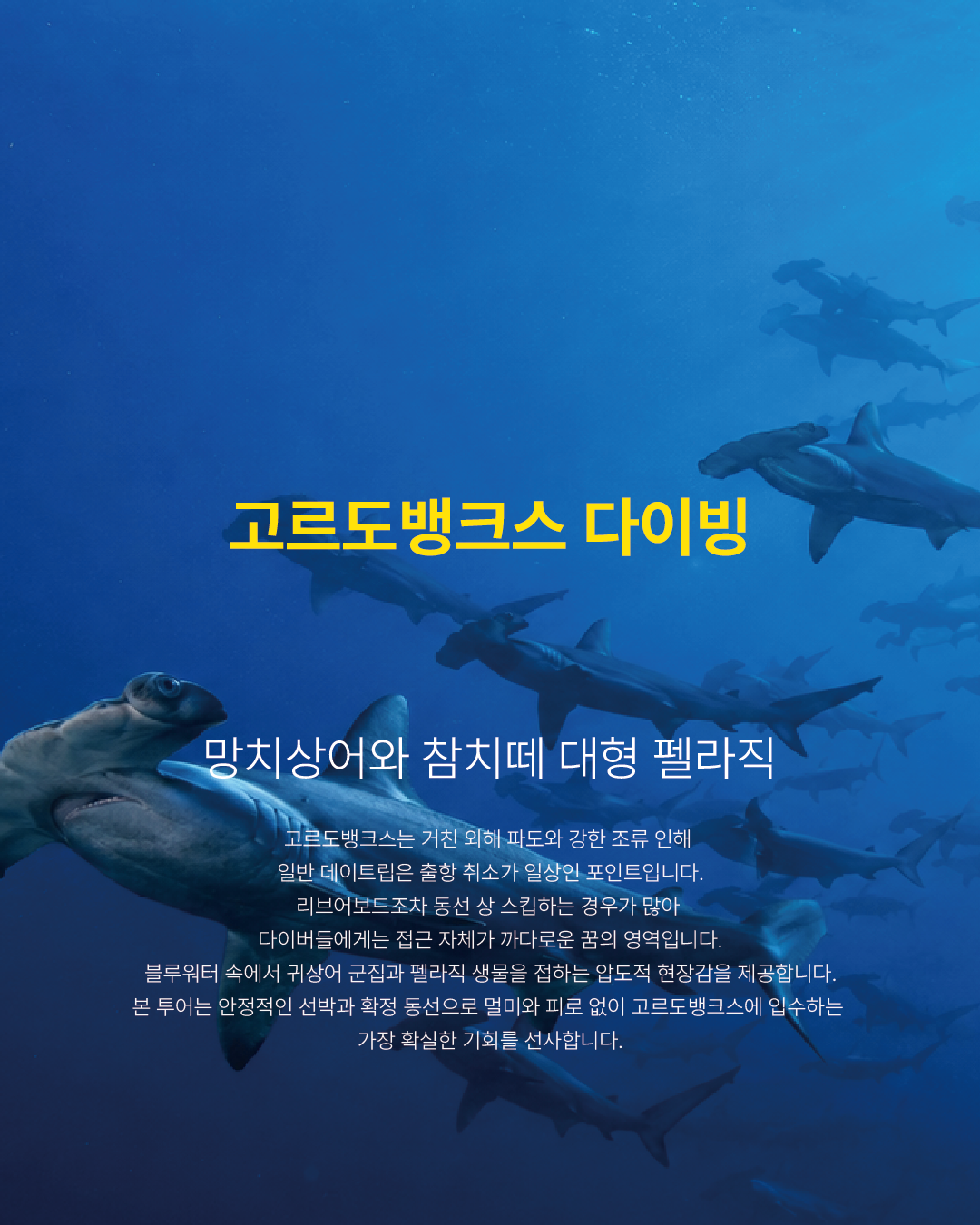 고르도뱅크스 다이빙