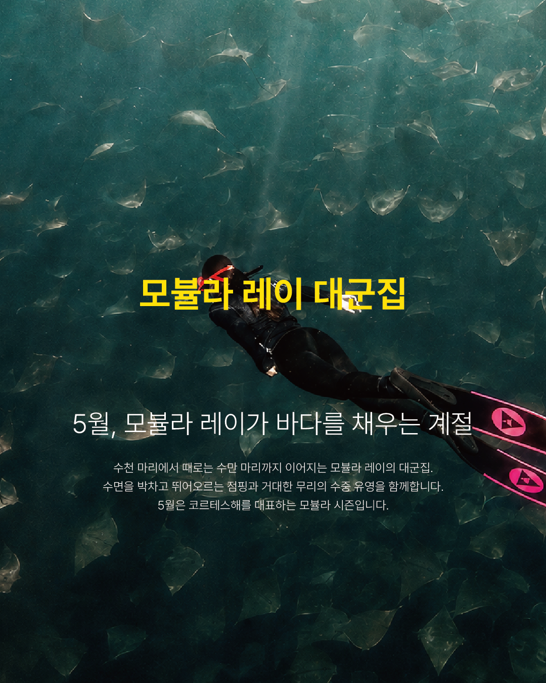 모뷸라 레이