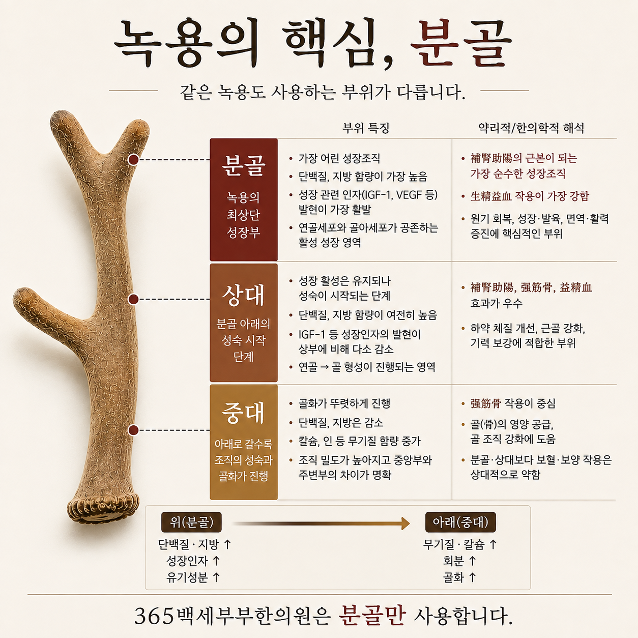 녹용 전체 모습