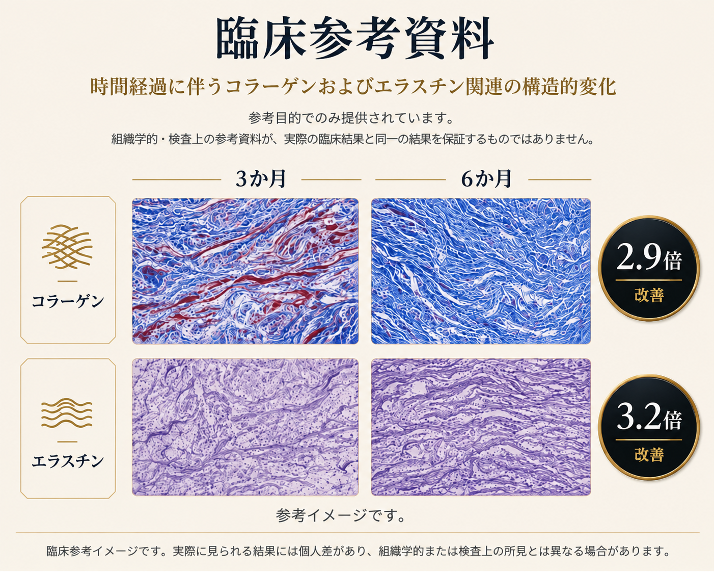 3か月後と6か月後のコラーゲンおよびエラスチン関連の構造変化を比較した臨床参考資料