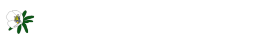 스테이변산바람꽃