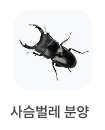 사슴벌레 분양