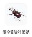 장수풍뎅이 분양